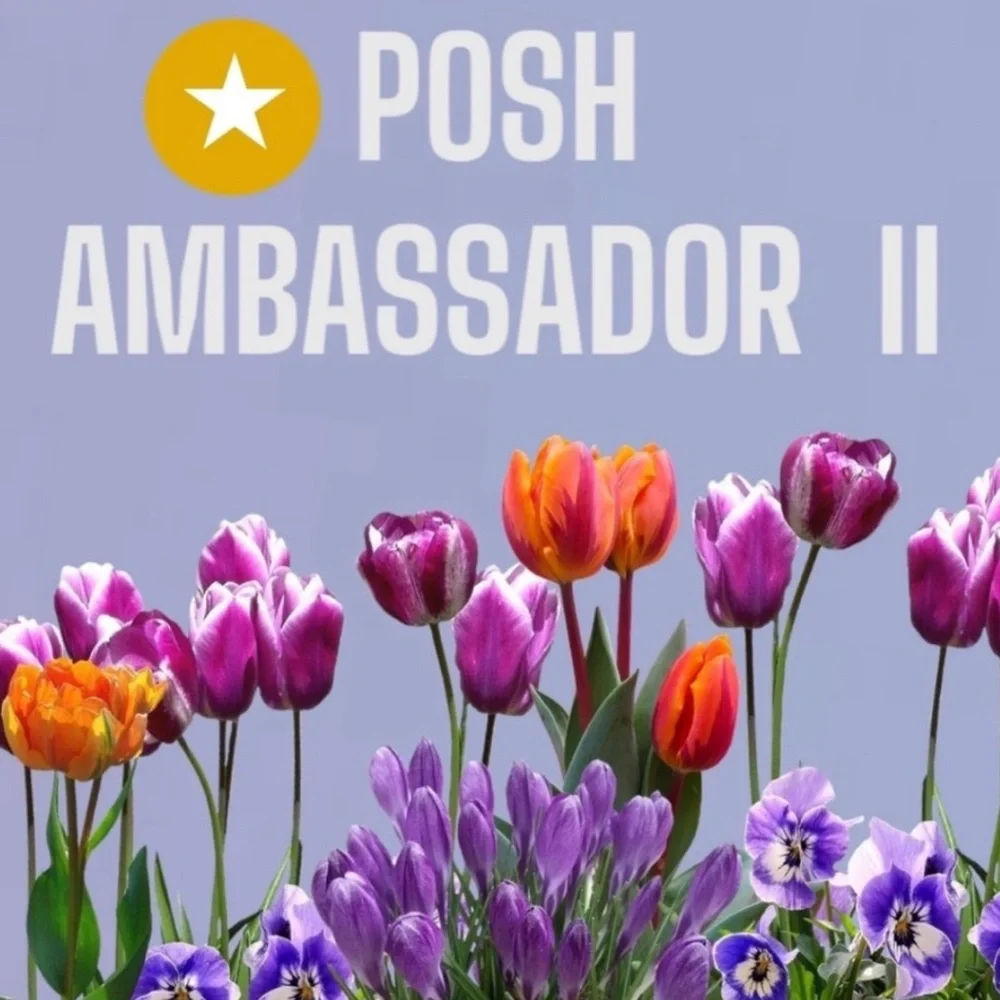 Authentic Jimmy Choo Chic Sammy G 55mm Black Sunglasses NWT! - Picture 14 of 14